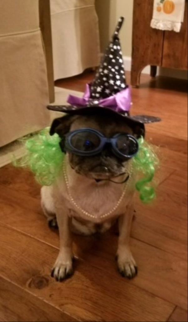 /images/uploads/pug nation rescue of los angeles/2018pugnation/entries/6289thumb.jpg